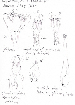 Vorschaubild Cryptocarya botelhensis P.L.R. Moraes